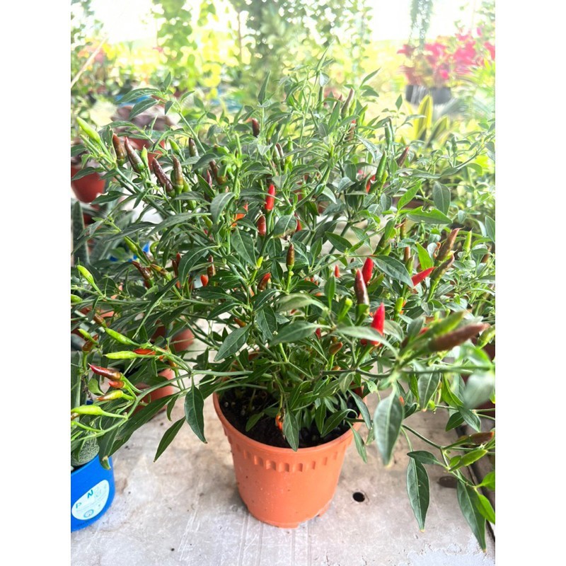 Tanaman CABE RAWIT SETAN JUMBO BERBUAH - Cabai Rawit Cabe Setan