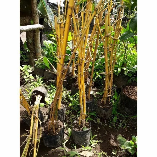 

Bibit bambu kuning - bonggol bambu kuning murah perbatang