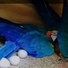 

telur burung blue and gold telur fertil