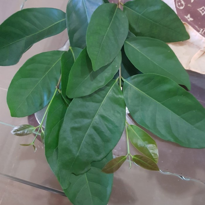 

Daun salam /per 1 lembar