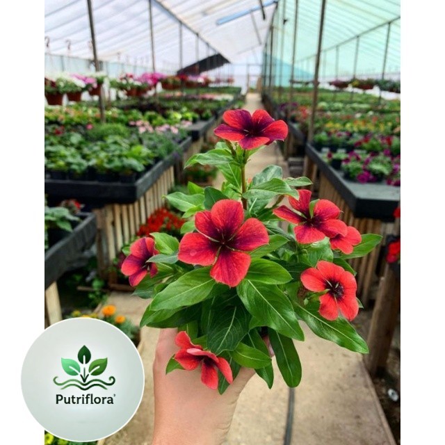 ( GRATIS ONGKIR ) TANAMAN HIDUP BUNGA HIAS , VINCA TAPAK DARA - BUNGA HIAS VINCA - BUNGA HIDUP TAPAK