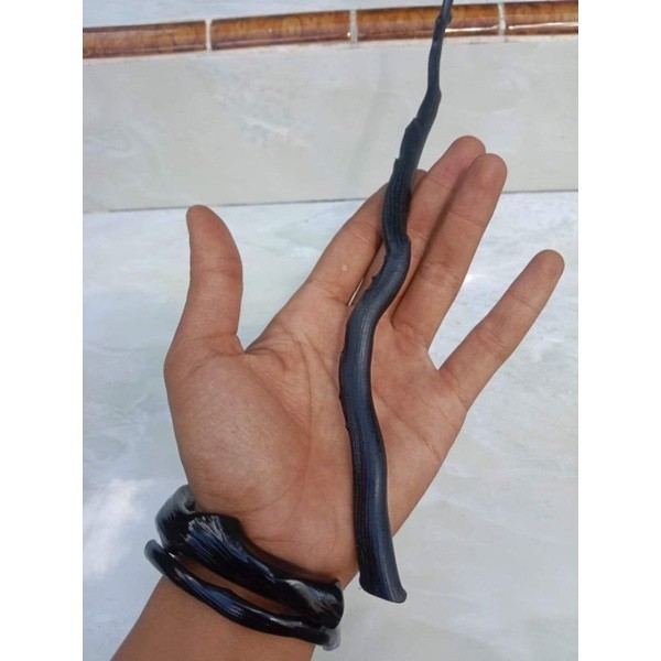 POHON AKAR BAHAR BAHAN GELANG