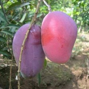 Mangga Emperor  (Mangifera Indica )tanaman buah dalam pot