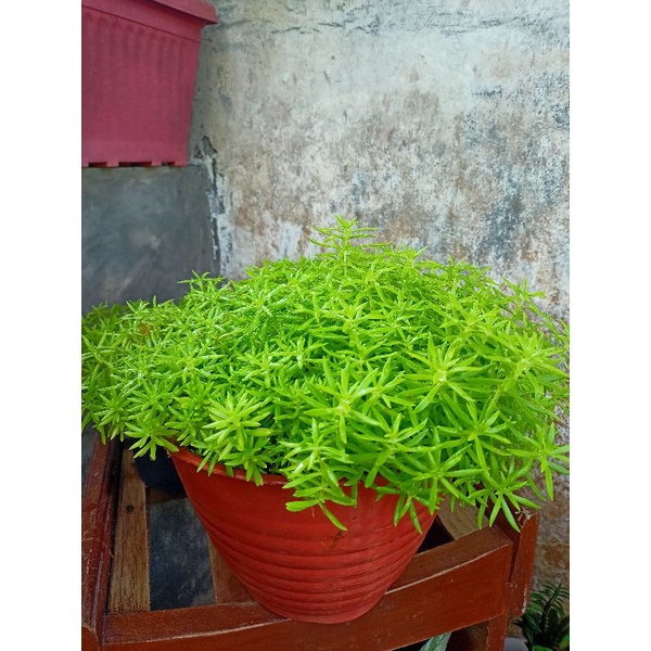 TANAMAN HIAS HIDUP RUMPUT KUMPAY TANAMAN GANTUNG ATAU RAMBAT TS