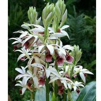 Anggrek tanah spathoglotis siap berbunga - anggrek tanah snow white