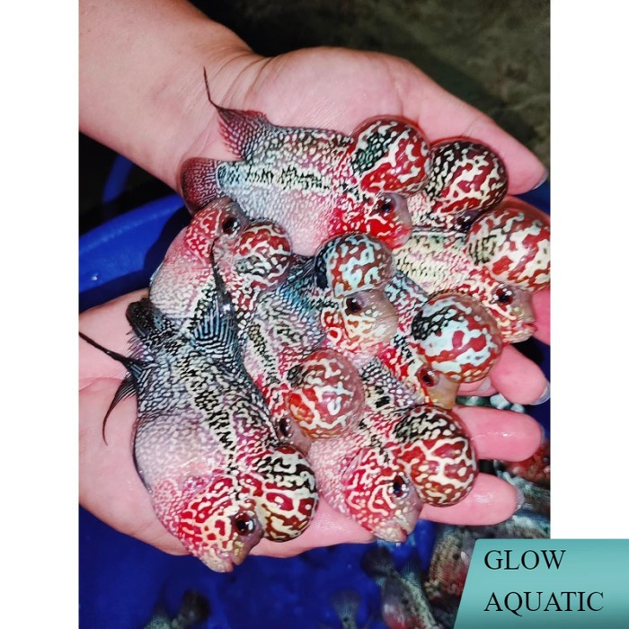 Burayak louhan SRD pemanis aquarium