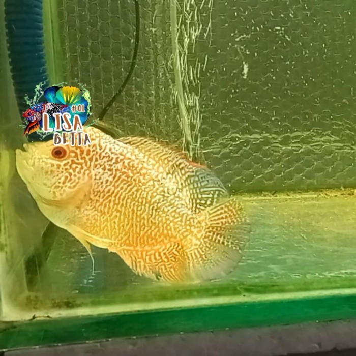 hiasan aquarium ikan louhan GB berkualitas lohan goldenbase beli 3 bonus 1 , 6 bonus 2 - 2-3cm(buray