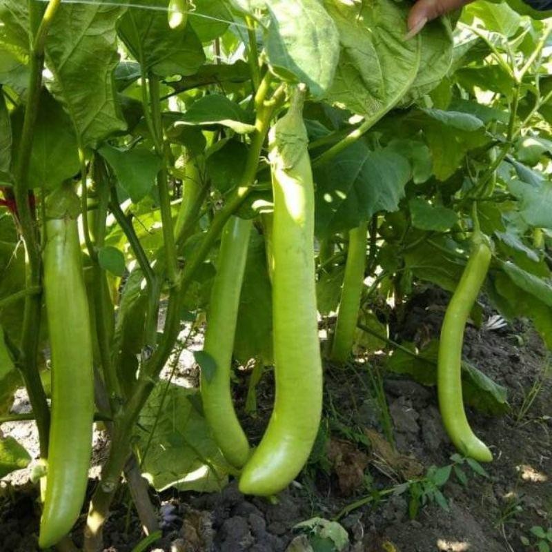 50+ Biji - Benih Terong HIJAU KUAT F1, terong super panjang tahan virus PILIHAN PETANI