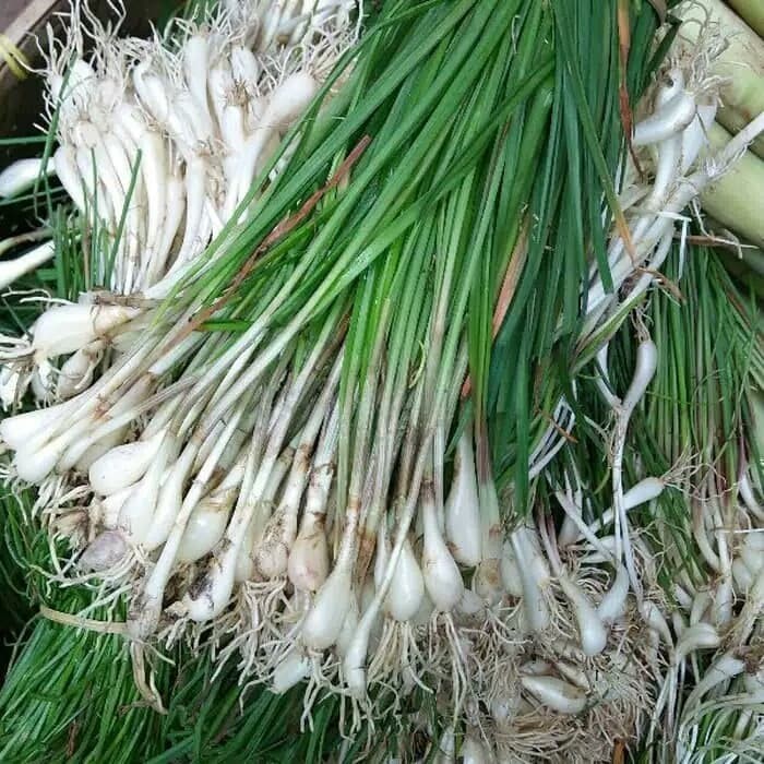 sayur kucai bawang kucai sangat segar