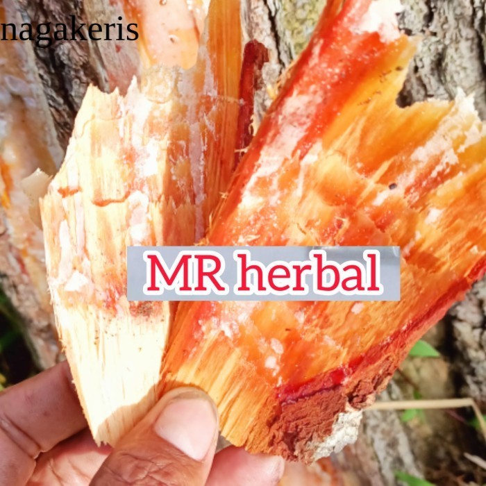

Kayu bakar pecahan kayu pinus ada getahnya 2 kg laris