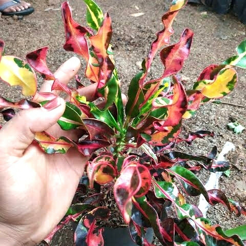 Tanaman Hias Puring Bor Rimbun