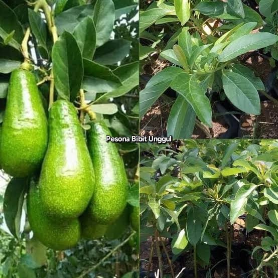 Bibit Alpukat Pluwang / Alpukat Kendil Okulasi