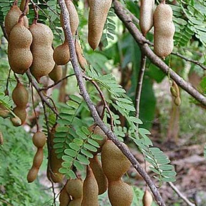 Bibit Tanaman Asem Jawa/ Bibit Pohon Asem Jawa