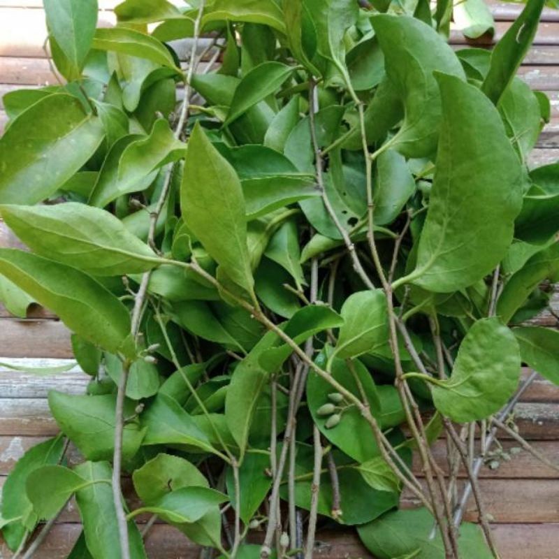 

500 GRAM DAUN BENALU SRIKAYA SEGAR HERBAL ALAMI