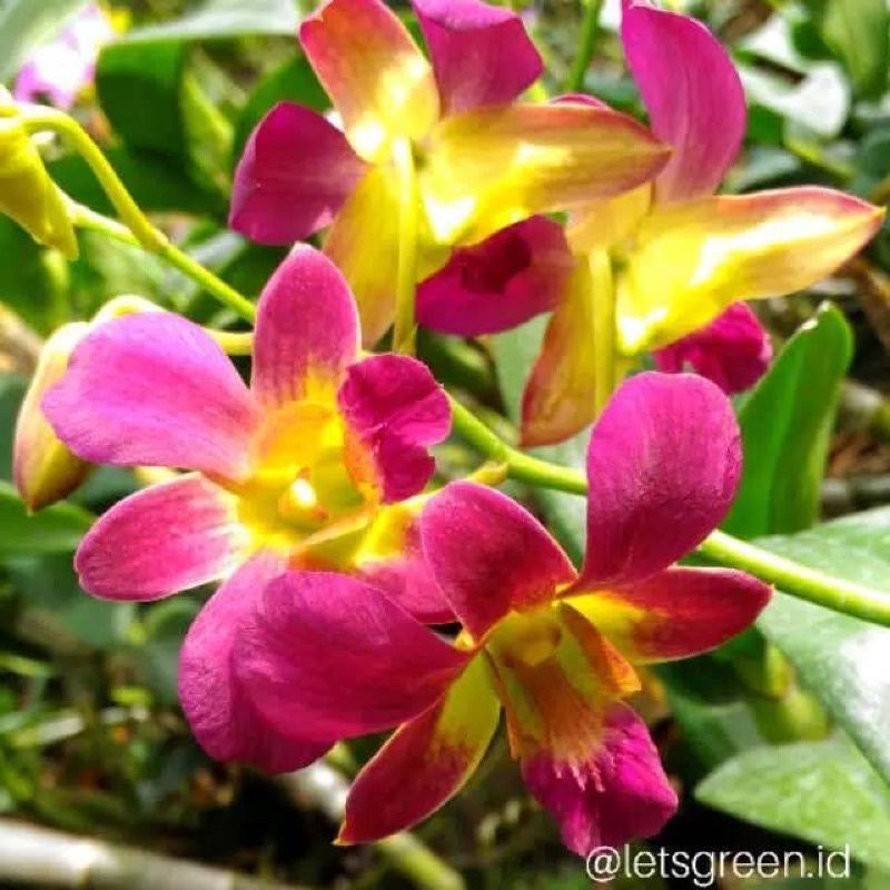 ANGGREK DENDROBIUM PINK MORNING-sudah Knop/Spike-DENDROBIUM-ANGGREK DENDROBIUM DEWASA