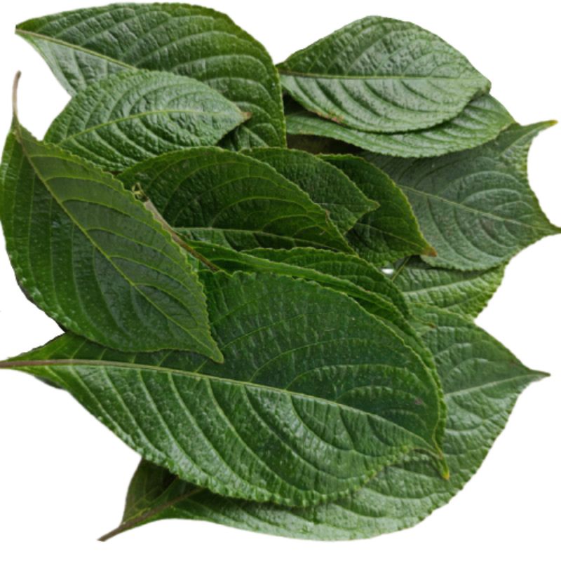 

Readyy Daun keji beling atau pecah beling 500gram siap petik non pestisida