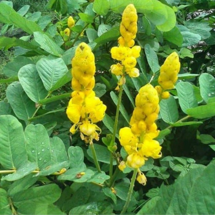 

Daun ketepeng/kimanila segar 500 gram