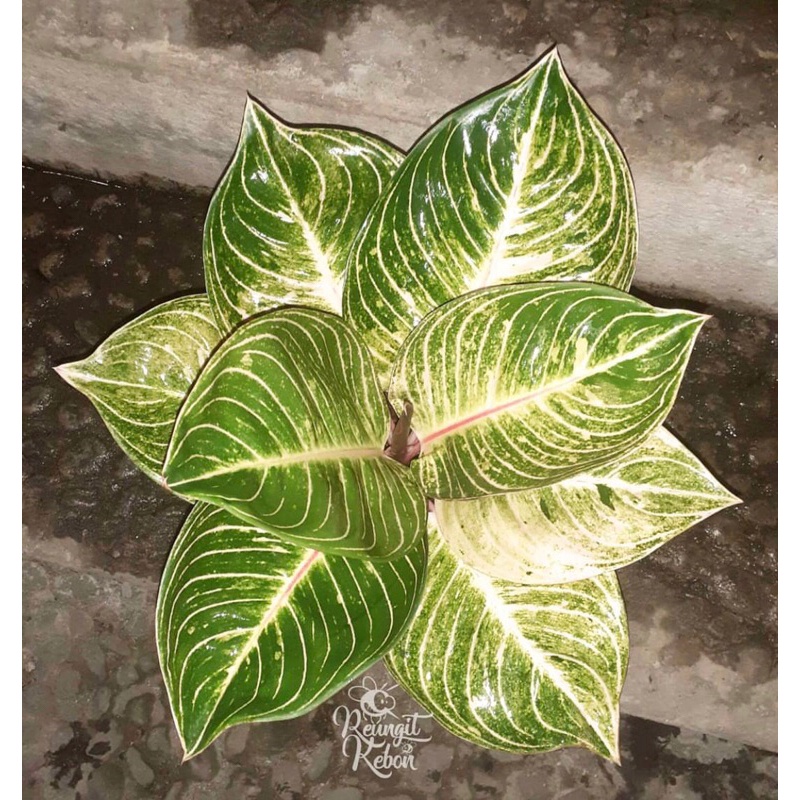 AGLONEMA ESMERALDA Baby - Tanamanhias aglonema esmeralda