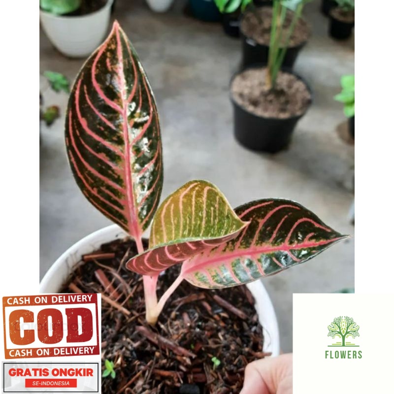 bibit anakan bunga aglonema anakan red sumatra ( Bisa COD ) (BISA COD)