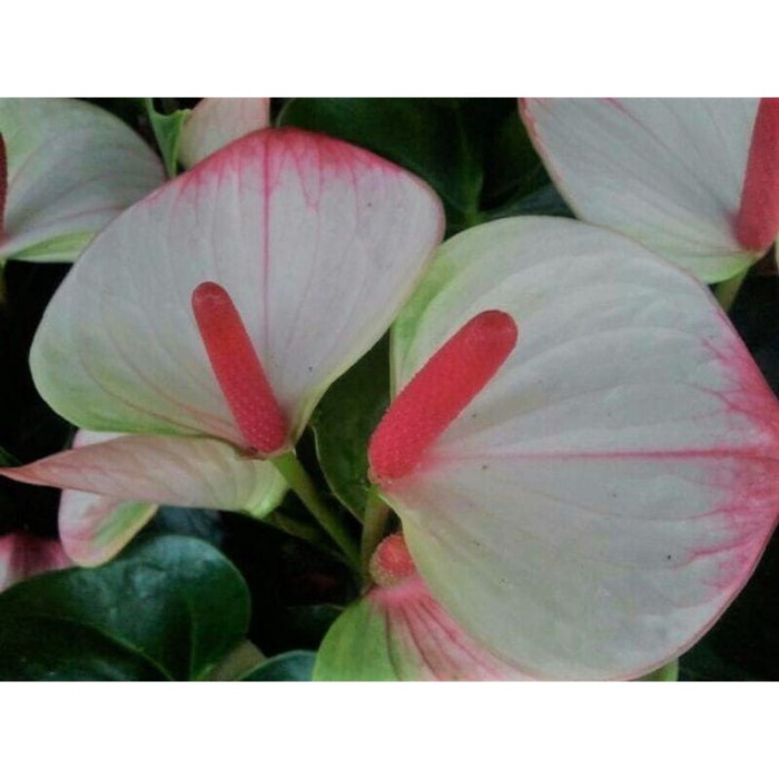 PROMO MURAH// Tanaman Hias Anthurium Mickey Mouse bunga putih besar /