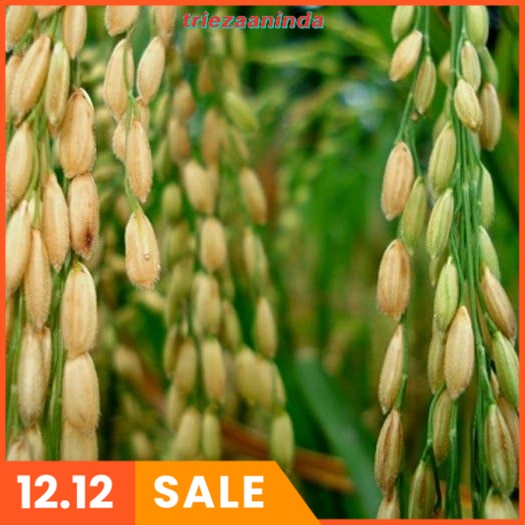 FLORAONE PUPUK Pertumbuhan Tanaman Padi Palawija, Fungisida Hayati