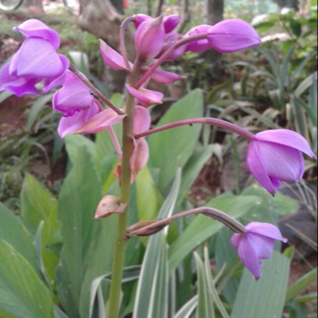 Tanaman hias anggrek tanah bunga ungu - pohon anggrek ungu