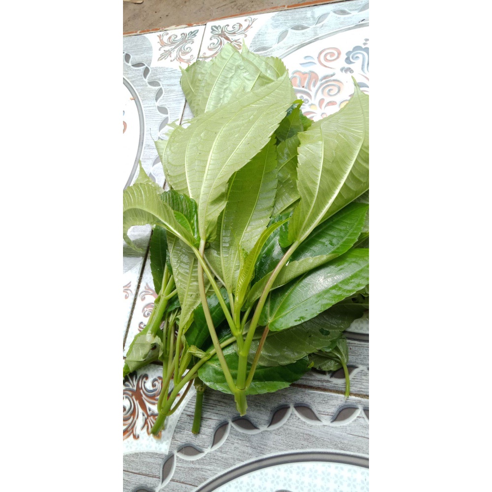 DAUN POHPOHAN/lalapan pohpohan segar 300 gram