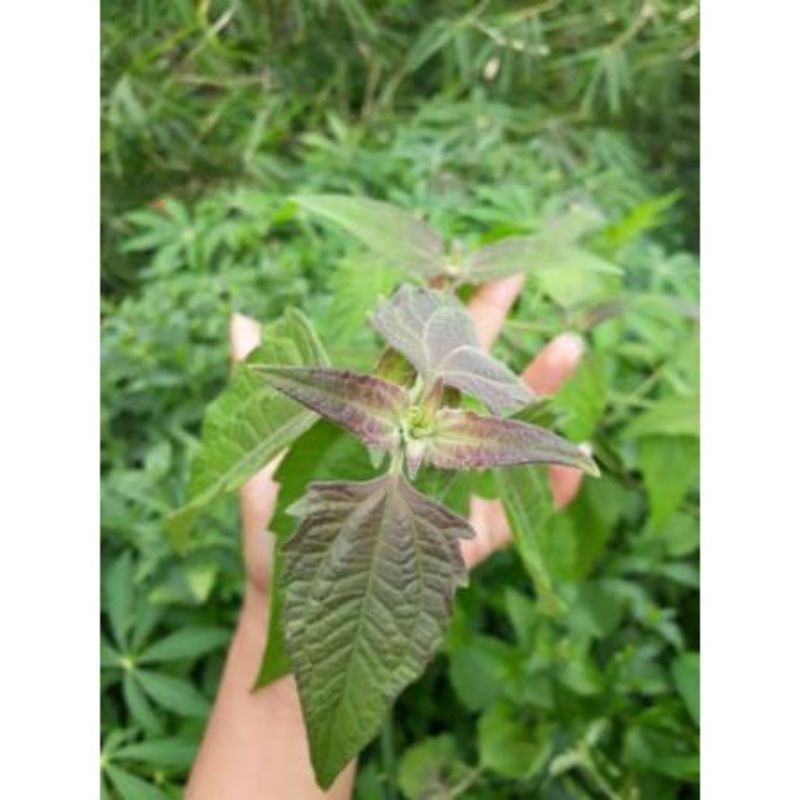 

promo Daun Rumput minjangan /Kirinyuh (Chromolaena odorata) organik, segar/100 gr