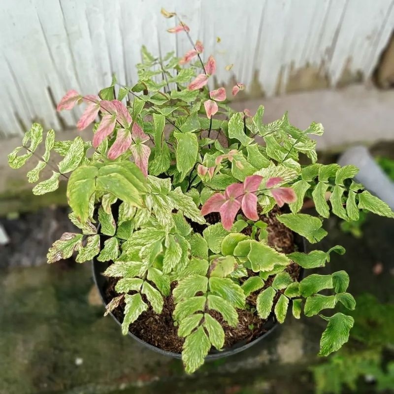 Suplir kupu kupu pink variegata / Adiantum macrophyllum varigated / pakis variegata 3 warna / Adiant