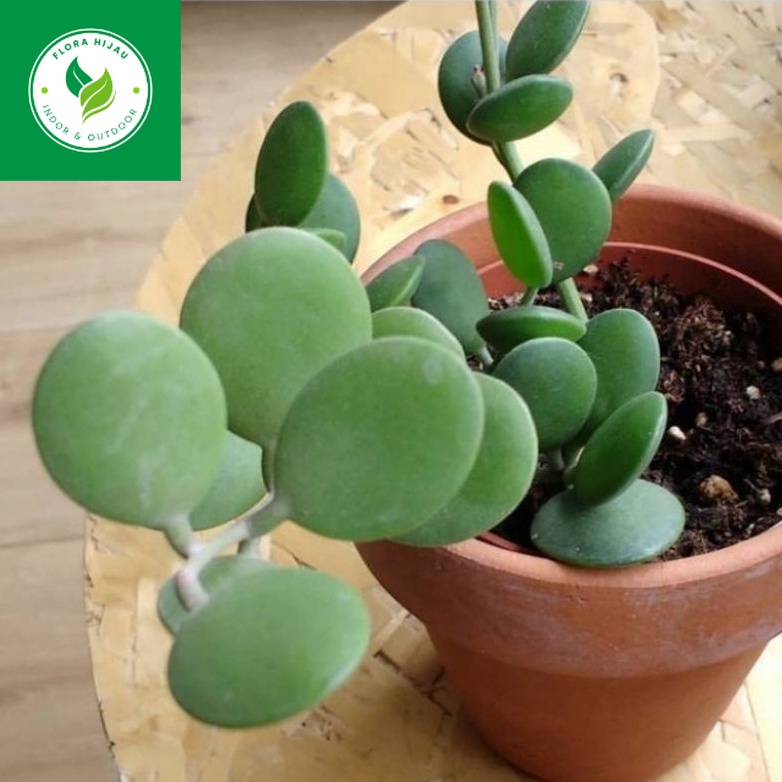 ~ ( BISA COD ) Tanaman Hias Gantung Hoya Coin Peperomia Hoya Koin / Tanaman Hidup Hoya Coin Bunga Hi