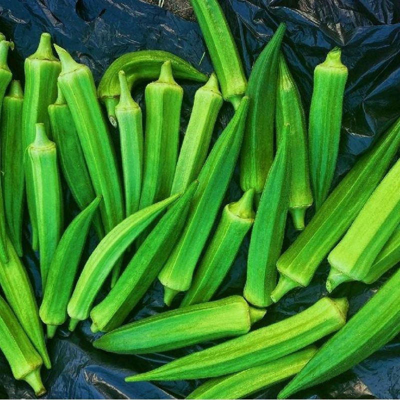200 biji benih okra bendi hijau bibit sayur okra super unggul