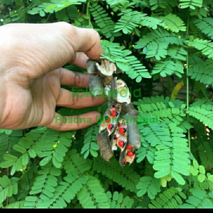 Bibit Saga | Tanaman Herbal Daun Saga | Bibit Daun Saga Sogok Tunteng