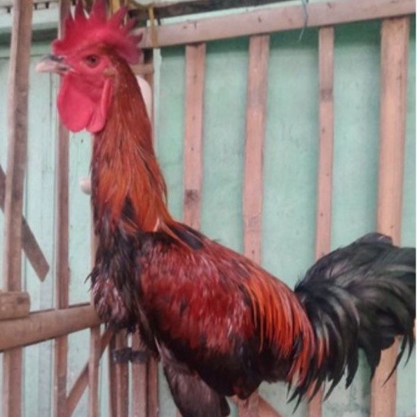 

telur ayam pelung jumbo fertil