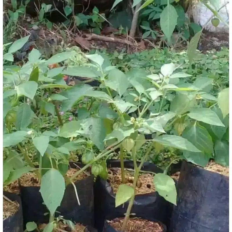 

BIBIT TANAMAN CIPLUKAN | CECENDET HERBAL COD barang baru cabut dalam keadaan segar bisa cod