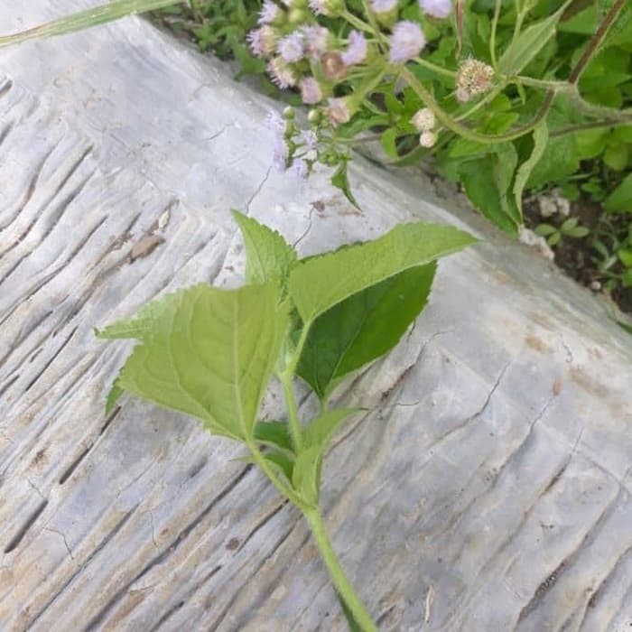 

DAUN BANDOTAN SEGAR 500 Gram Bandotan Hijau