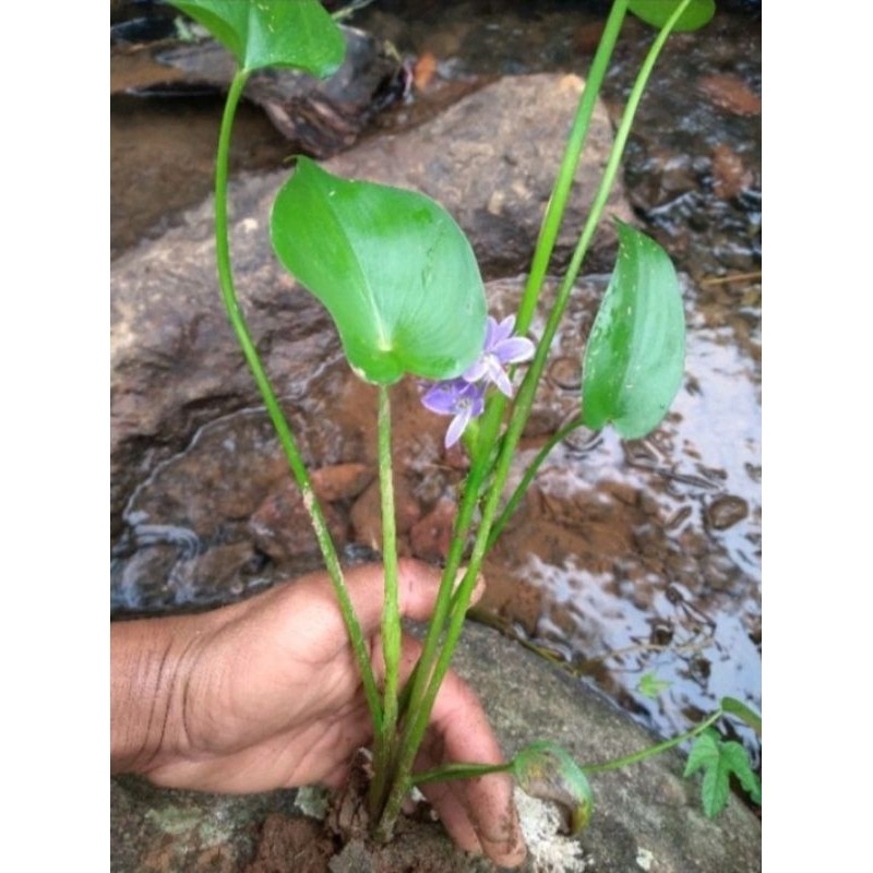 bibit tanaman eceng sawah