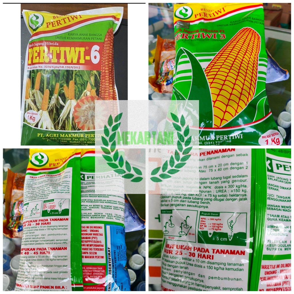 benih jagung hibrida pertiwi 6 benih jagung pertiwi 3 kemasan 1 kg