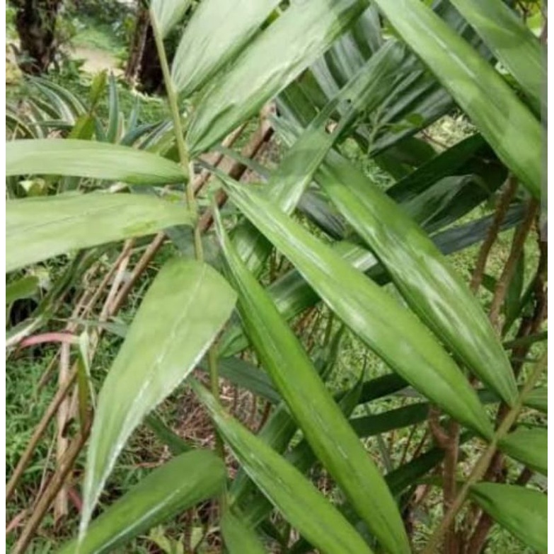 

Terbaik Daun salak segar 15 helai