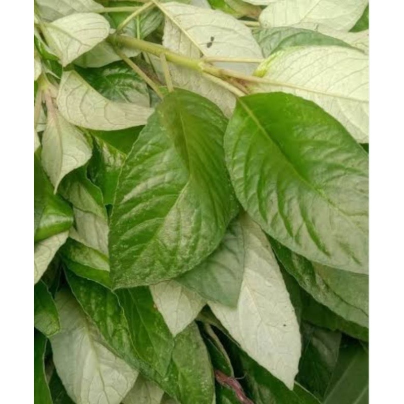 

Terbaik Lalapan herbal mentah reundeu segar