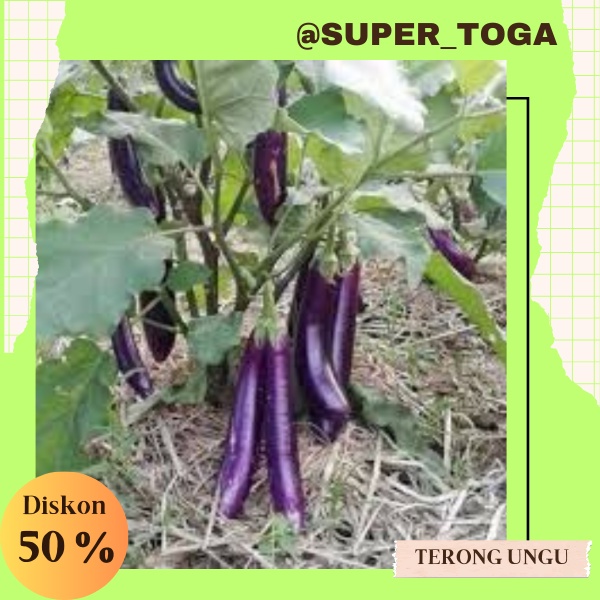bibit tanaman terong ungu siap tanam bibit terong ungu