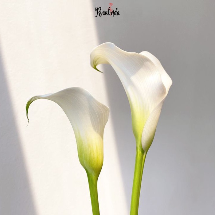 Bunga Calla Lily Putih / Bunga Potong Segar