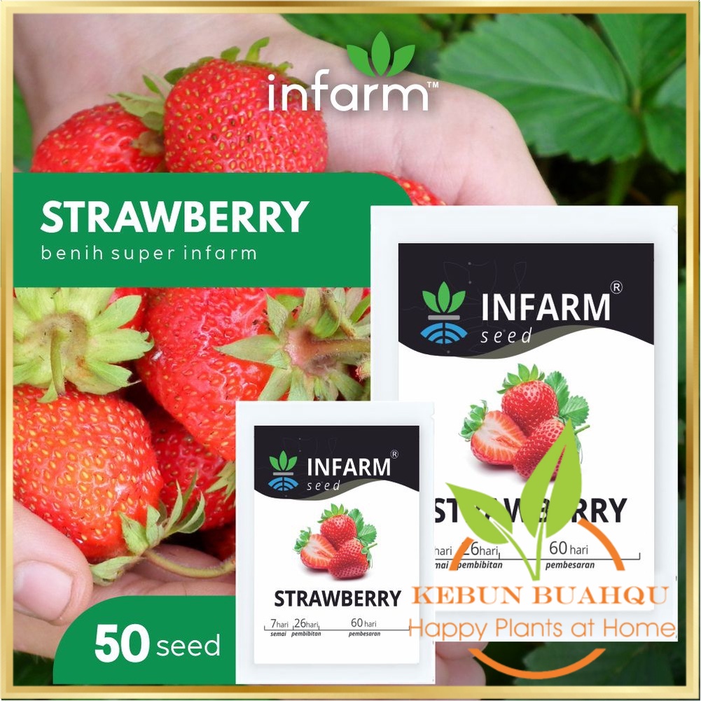 INFARM - Benih Bibit Biji Super Buah Strawberry Stroberi (Red Giant Fragaria Ananassa) Kebun Buah Qu