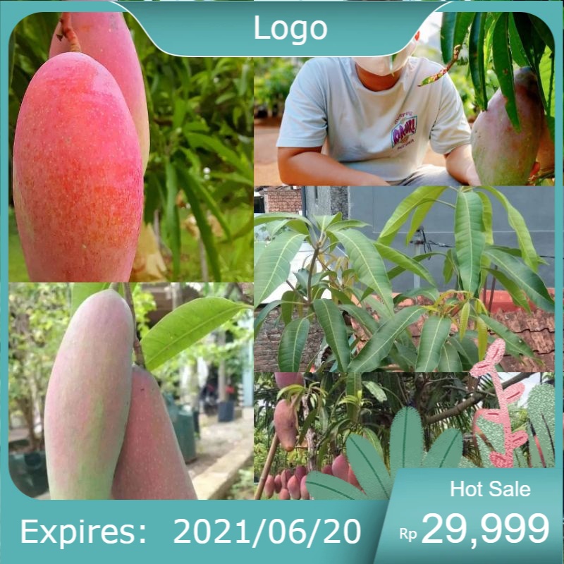 bibit mangga red ivory murah ( seedling )