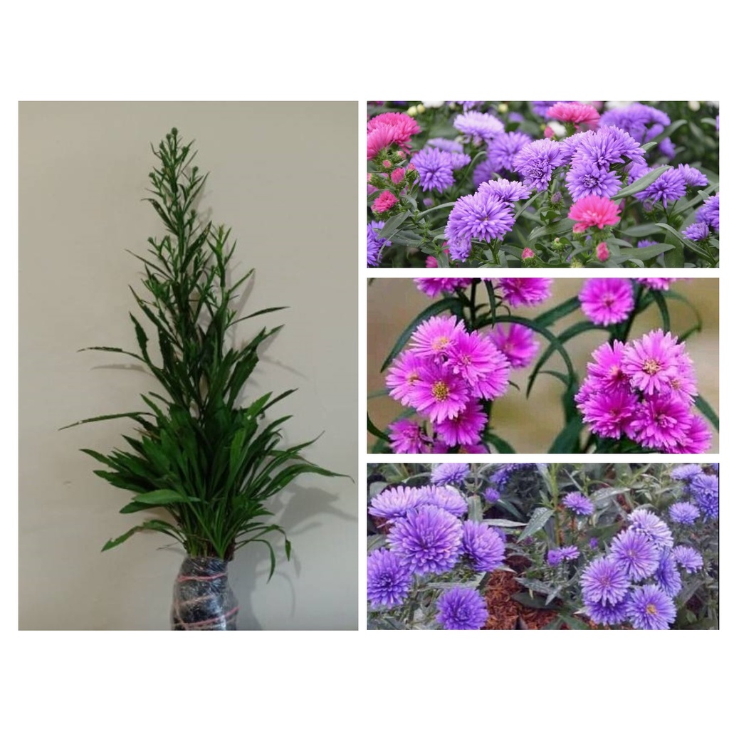 Tanaman Bibit Bunga Aster Pikok - Tanaman Hias Hidup Siap Tanam