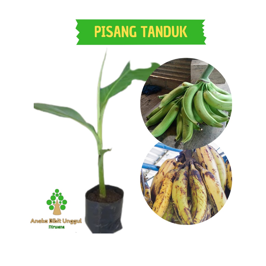 BIBIT BUAH PISANG TANDUK SUPER ASLI HASIL KULTUR JARINGAN