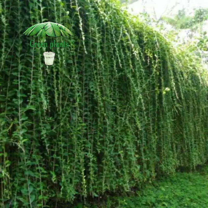 PROMO paket 50 batang tanaman hias Lee Kwan yu - tanaman lee kwan yew - tanaman Tanaman Hidup-,Bunga