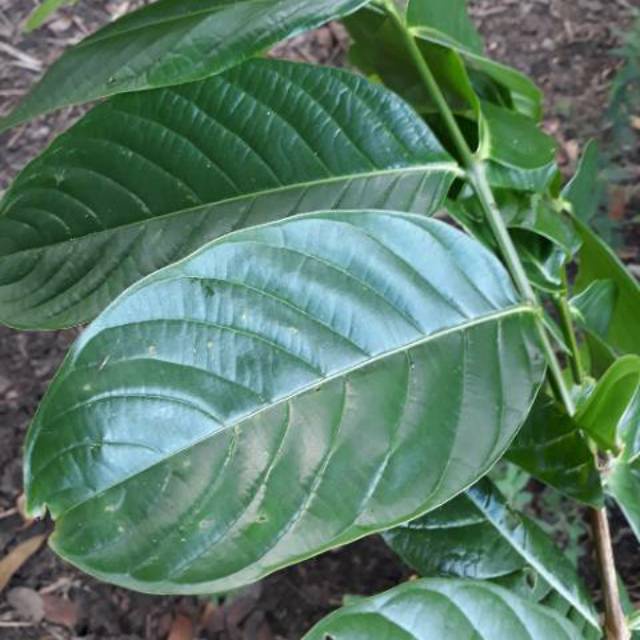 

pembasmi kolesterol jahat daun bungur 200 gram baru petik