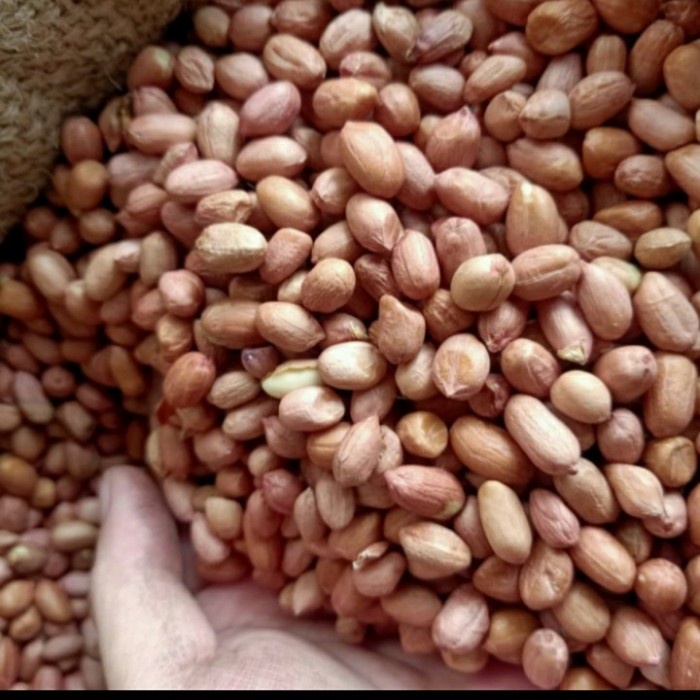 

Kacang tanah ukuran sedang 1kg