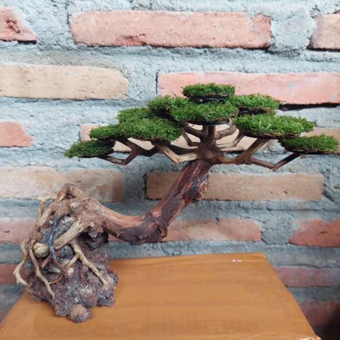 bonsai aquascape+free planting moss weeping - come back