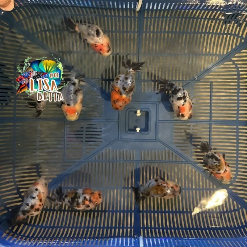 hiyasan aquarium Mainan sapi sapian size tanggung 8-9 cm  ranchu black white cow lisa